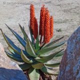 Aloe ferox JLcoll.286